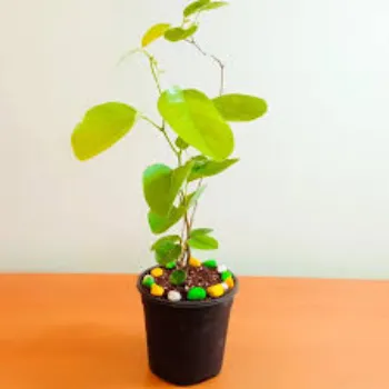 Red Sandalwood Plants 